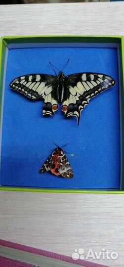 Махаон, размер 9 см