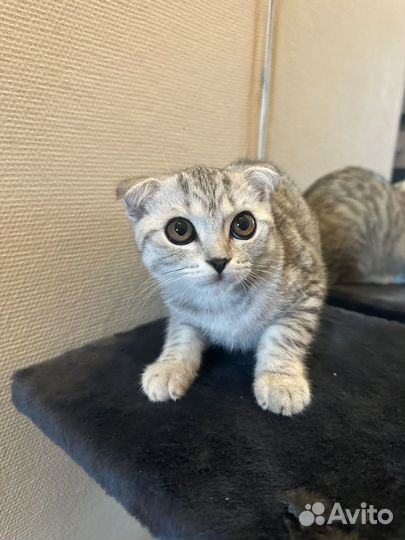 Шотландский вислоухий