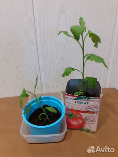 Хризантема кустовая отводки с хор.корнями