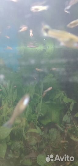 Аквариумные рыбки гуппи