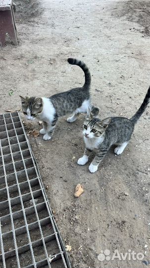 Котята в добрые руки бесплатно