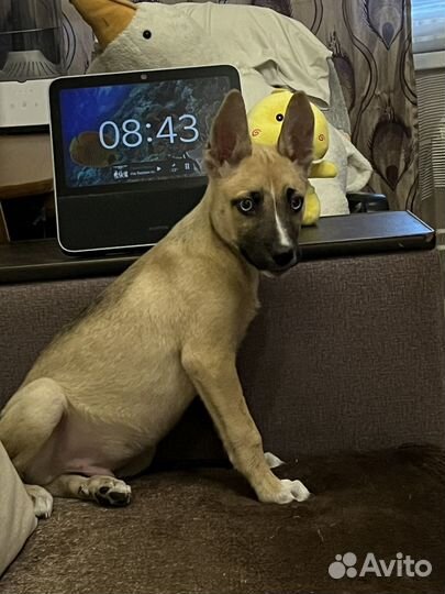 Отдам в добрые руки собаку