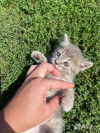 Котята вислоухие в добрые руки бесплатно
