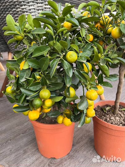 Мандариновое дерево,подарок, в наличии