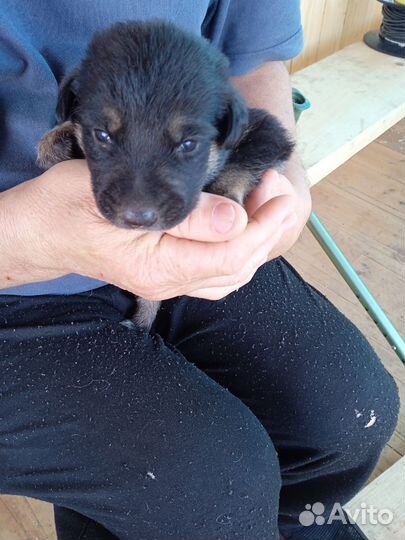 Щенки немца