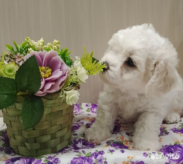 Щенки бишон фризе