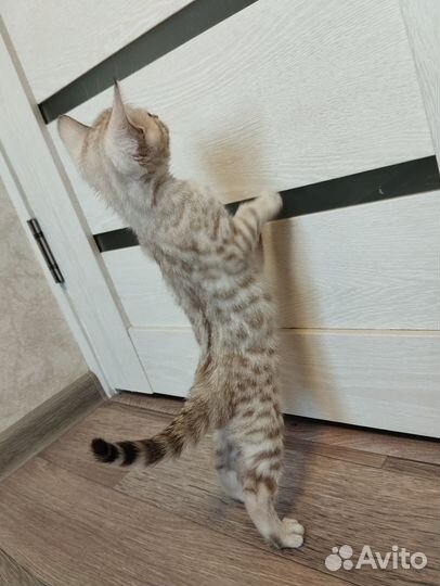 Бенгальские котята