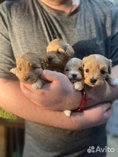 Щенки мальтипу