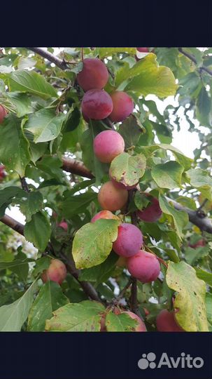 Саженцы войлочной вишни, сливы, двух-трех летки