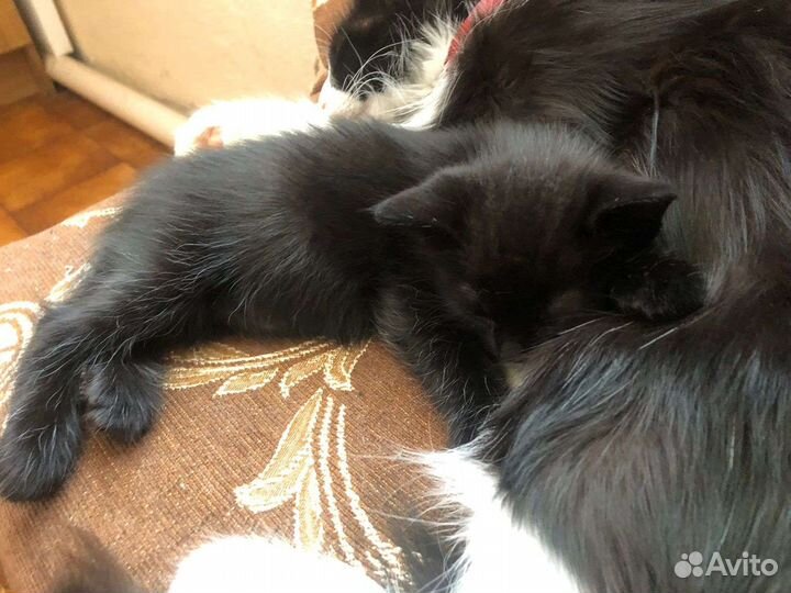 Кошечка, 2мес