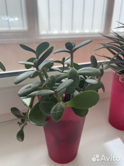 Хавортия полосатая