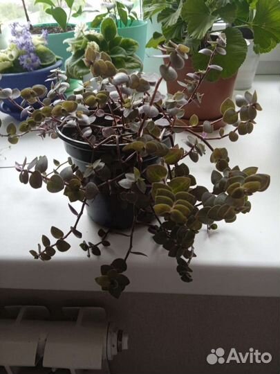 Традесканция