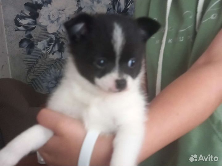 Померанский шпиц мини белый