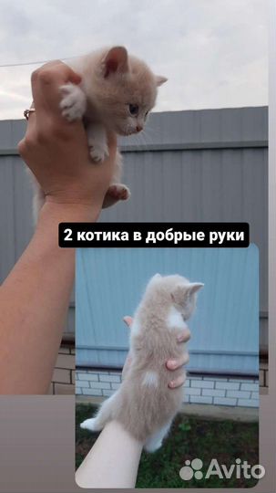Котята в добрые руки