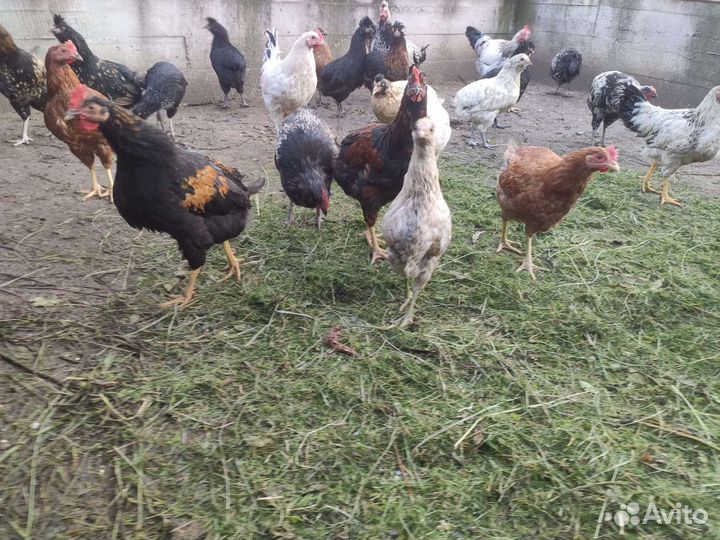 Красивые петухи