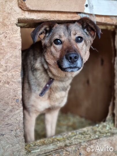Небольшая собака в добрые руки