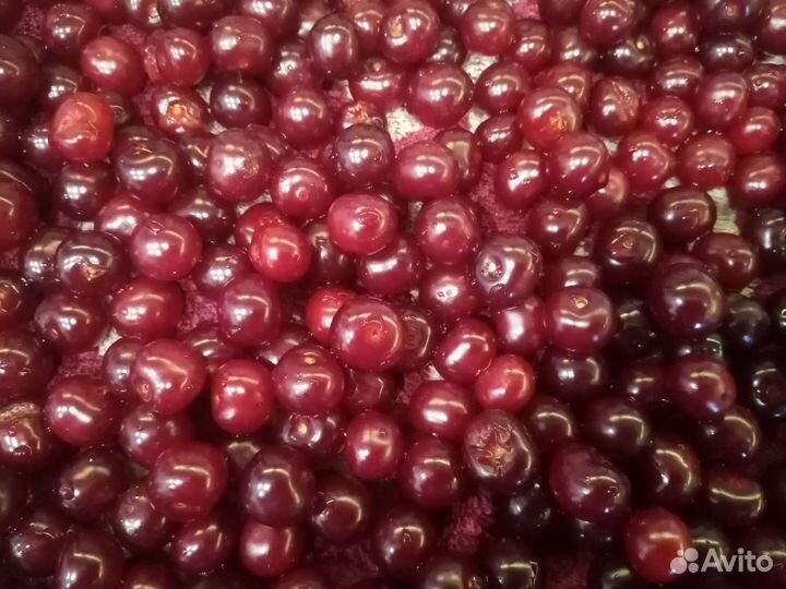 Вишня на веточке