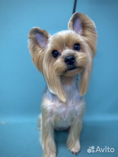 Стрижка собак и кошек