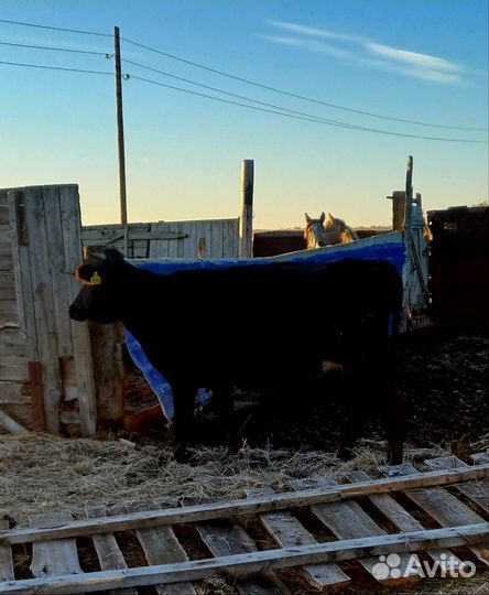 Коровы стельные дойные