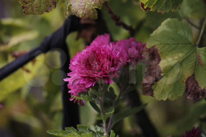 Участок 7 сот. (СНТ, ДНП)