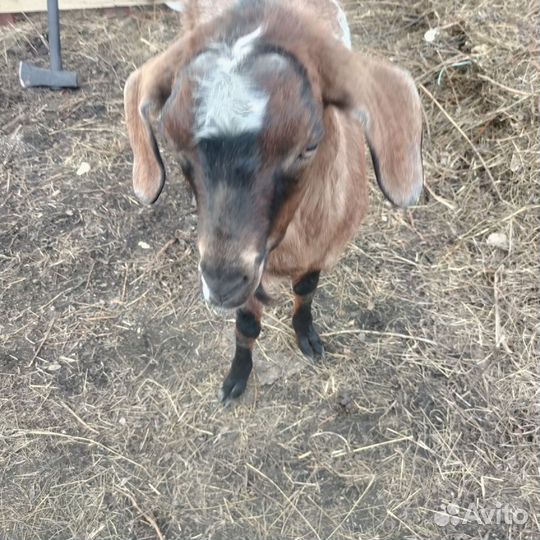 Козел -услуги вязки