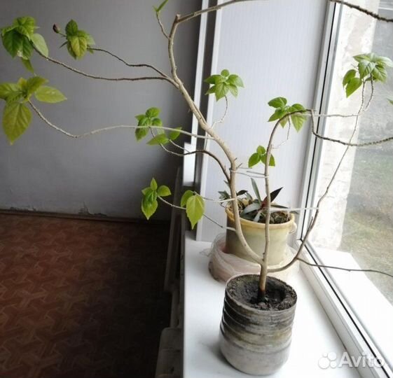 Бесплатно гибискус цветущий