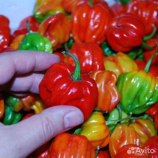 Aji Margariteno Red