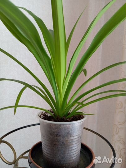 Пеларгония герань, хлорофитум, бегония