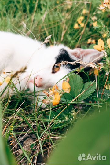 Кот Тёма в добрые руки