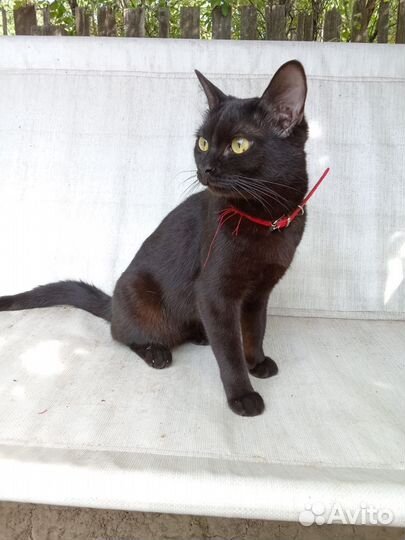 Кошка стерилизованая красавица