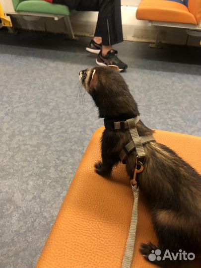 Хорек девочка вязка