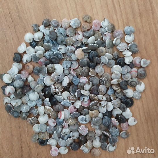 Бусины ракушка. для творчества рукоделия - 600 шт