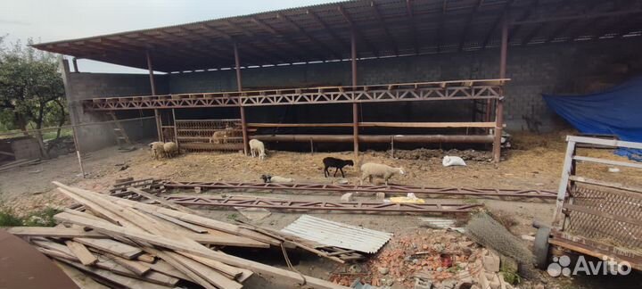 Овцы бараны