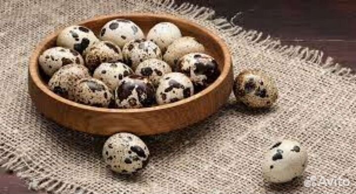 Яйца перепелиные инкубационное