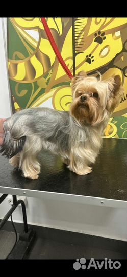 Йоркширский терьер вязка мальчик