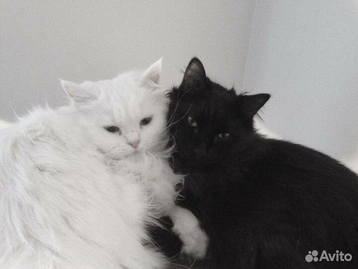 Парные брелоки 