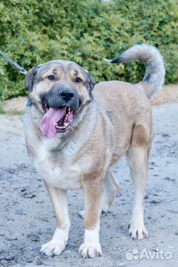 Малыш Магнат )