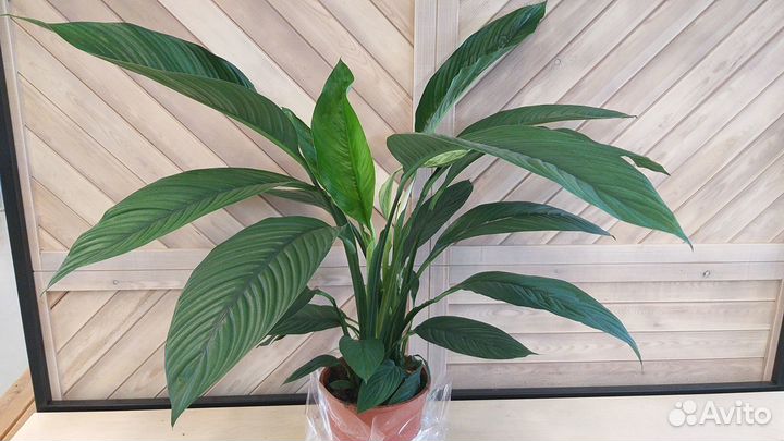 Спатифиллум Сенсация. Замиокулькасы. Фикусы и др