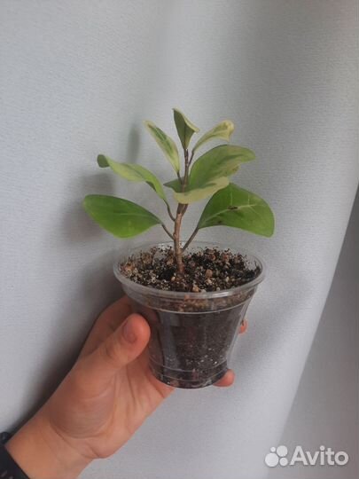 Фикус триангулярис коконат крем