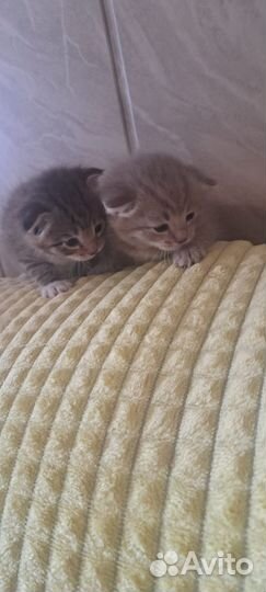 Шотландская вислоухая кошка бесплатно