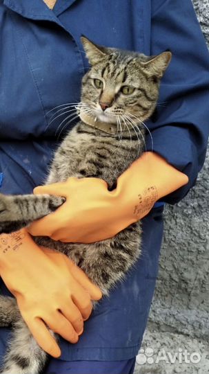Кот в добрые руки