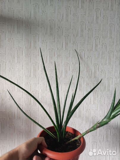 Сансевиерия видовая (вероятно, S.bella)