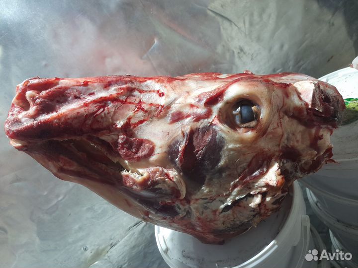 Продам головы говяжьи