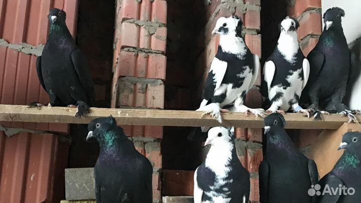 Голуби бойные ленинаканские, армянские в чистоте