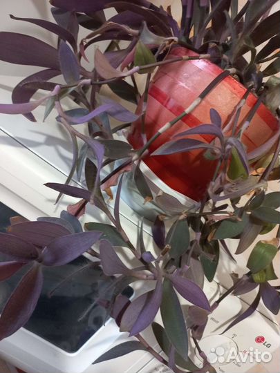 Комнатные цветы традесканция