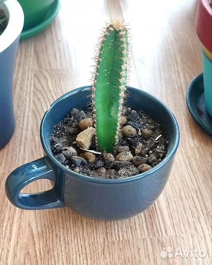 Кактус в кружке в добрые руки