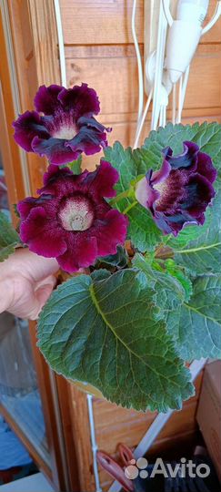 Комнатные растения 2ч