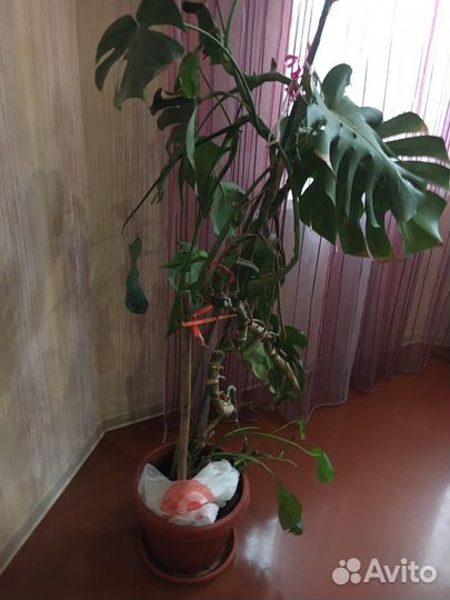 Крупные растения Замиокулькас