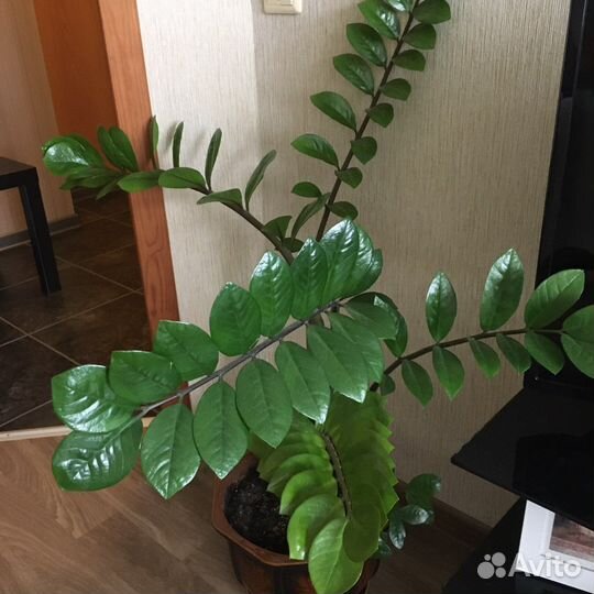 Замиокулькас продаю