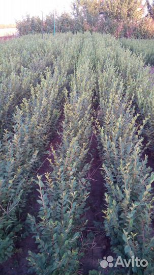 Продам кизильник